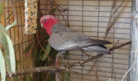 Found Galah Cockatoo