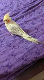 Found Cockatiel