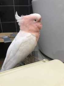 Found Major Mitchell Cockatoo