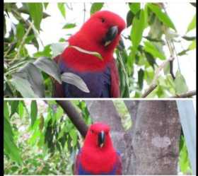 Found Eclectus