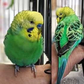 Found Budgerigar