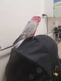 Found Galah Cockatoo