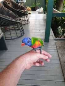 Found Lory / Lorikeet