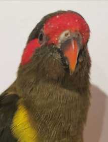 Found Lory / Lorikeet