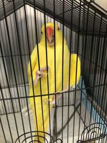 Found Indian Ringneck Parakeet