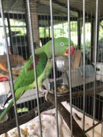 Found Alexandrine