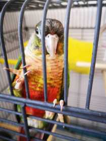 Found Conure