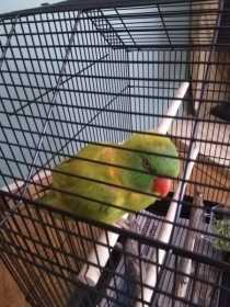 Found African Ringneck Parakeet