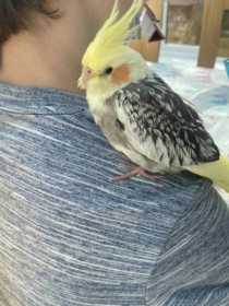 Found Cockatiel