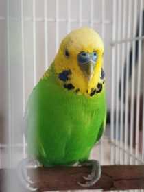 Found Budgerigar