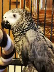 Found African Grey