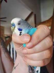 Found Budgerigar