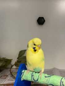 Found Budgerigar