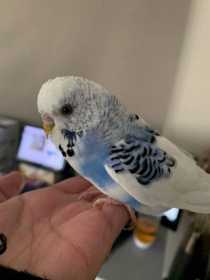 Found Budgerigar