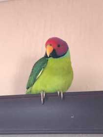 Found Plum-Headed Parakeet