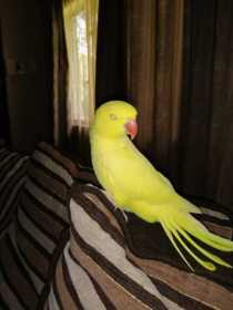 Found Indian Ringneck Parakeet