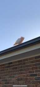 Found Major Mitchell Cockatoo