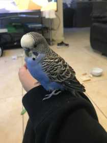 Found Budgerigar