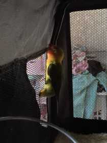 Found Lovebird