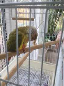 Found Conure