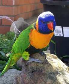 Found Lory / Lorikeet