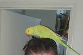 Found Australian Ringneck Parakeet