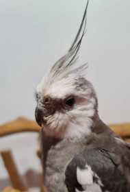 Found Cockatiel