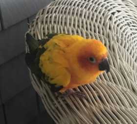 Found Conure