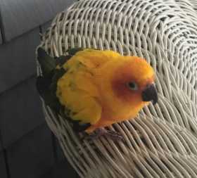 Found Conure