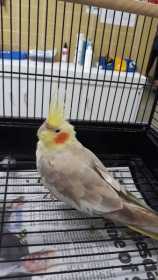 Found Cockatiel