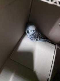 Found Budgerigar