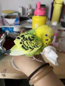 Found Budgerigar