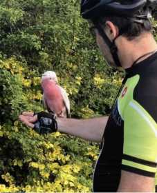 Found Galah Cockatoo