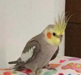 Found Cockatiel