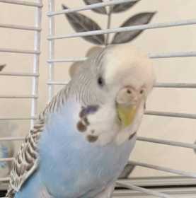 Found Budgerigar