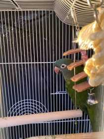 Found Conure