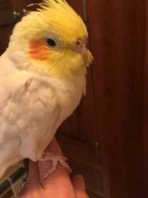 Found Cockatiel