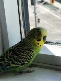 Found Parakeet