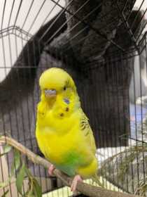 Found Budgerigar