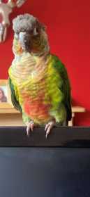 Found Conure