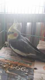 Found Cockatiel