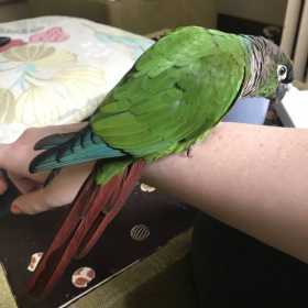 Found Conure