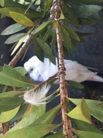 Found Budgerigar