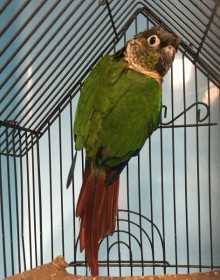 Found Conure