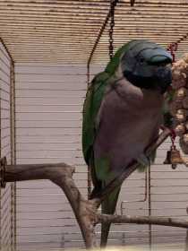 Found Mustached / Moustached Parakeet