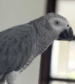 Found African Grey