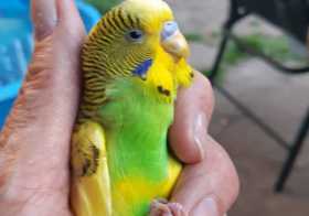 Found Budgerigar