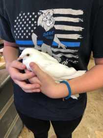 Found Pigeon