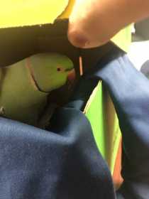 Found Indian Ringneck Parakeet