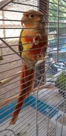 Found Conure